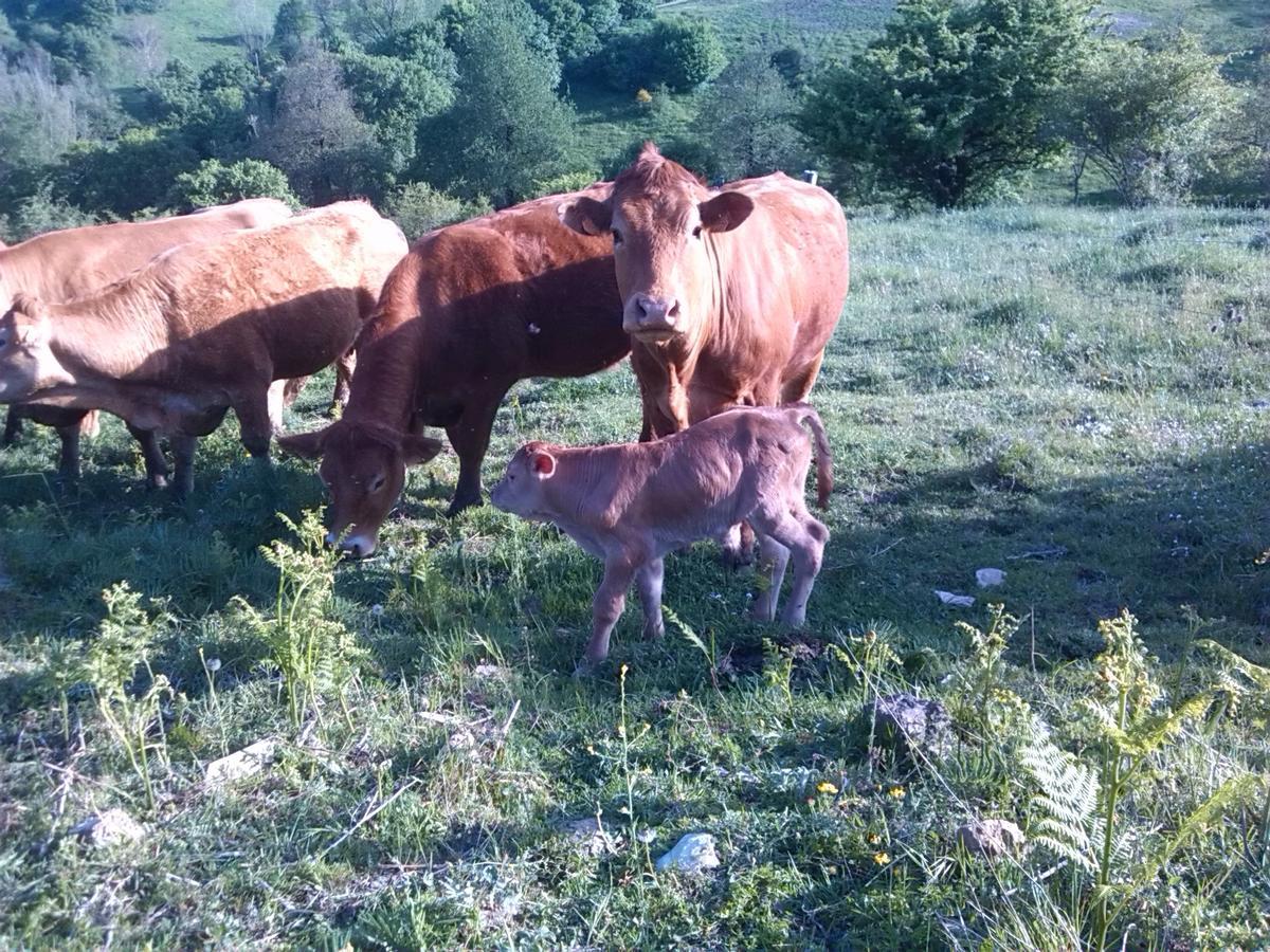 Agriturismo La Guinza Arcidosso Bagian luar foto